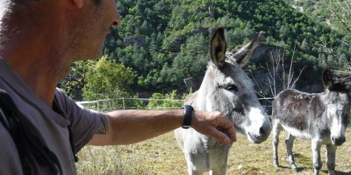 Le chemin de Stevenson : Sur les traces d’un écrivain voyageur.